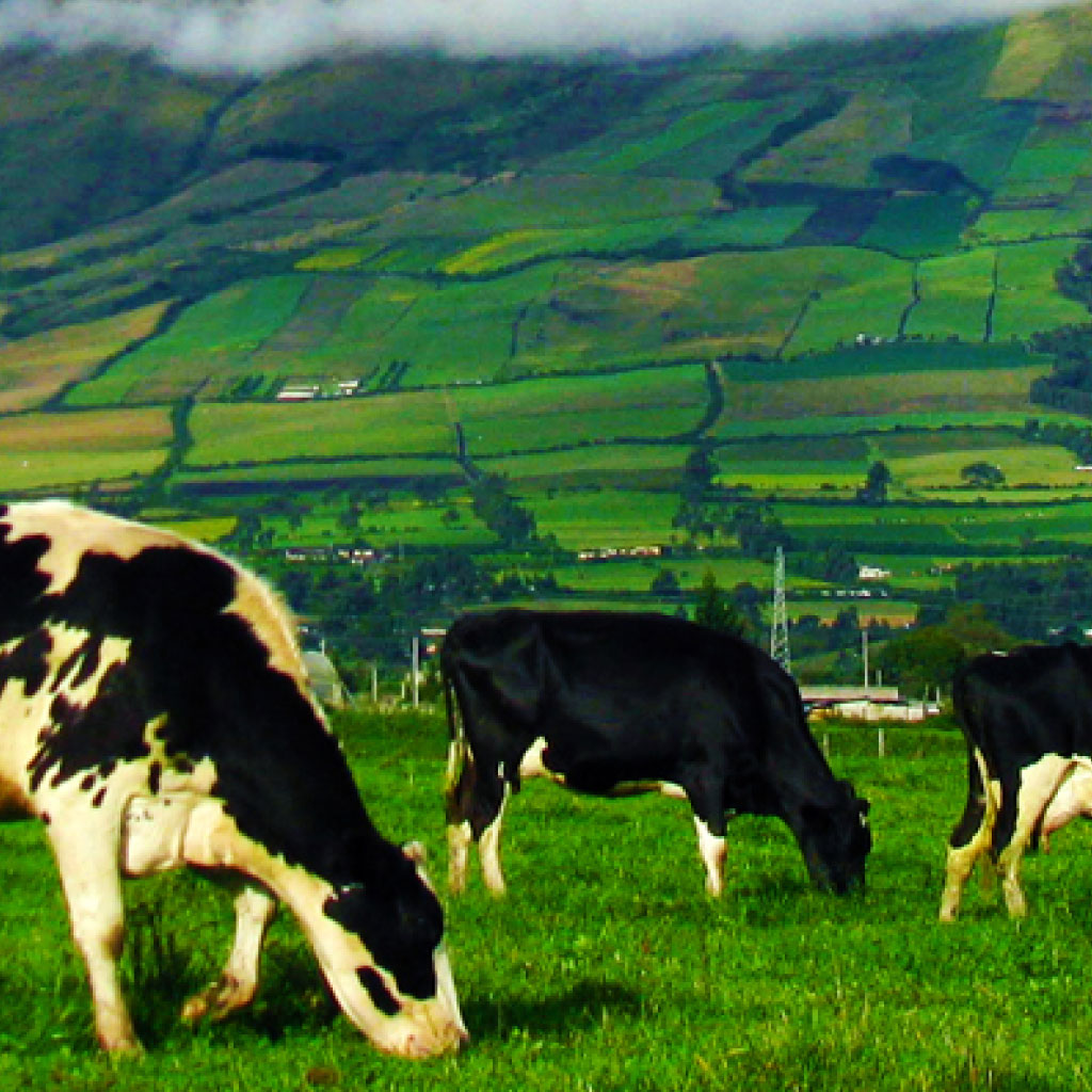 Agrotourism: Rural Tourism and “The Chagra Culture”